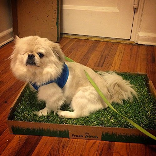 Fresh Patch - Indoor Grass for Your Dog 