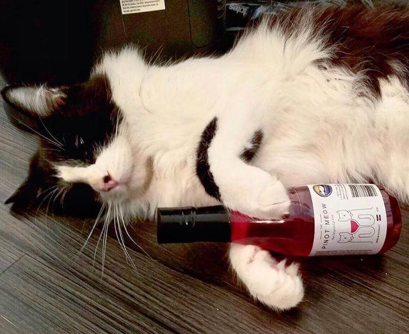 Apollo Peak Wine For Cats And Dogs - Shark Tank Products.