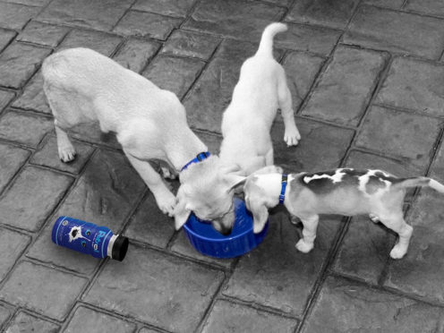 Petrol Bottled Water Treat For Dogs Shark Tank Season 9