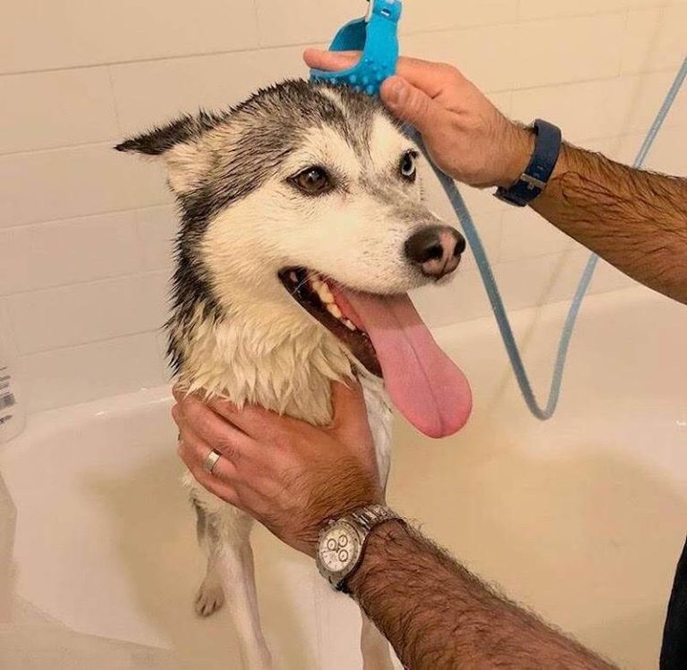 Aquapaw Pet Bathing Tool Shark Tank Season 10