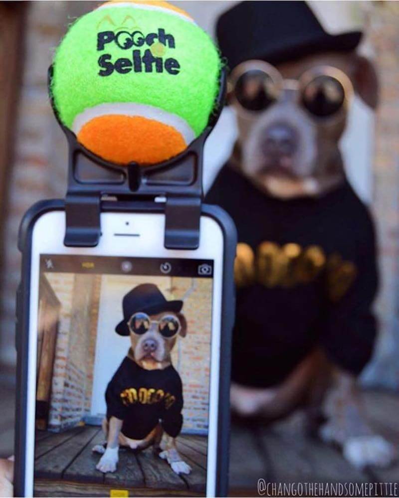 Pooch Selfie Dog Products Shark Tank 3