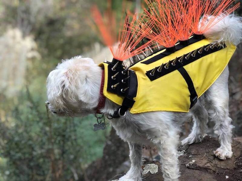 Coyote Vest For Dogs Shark Tank 5