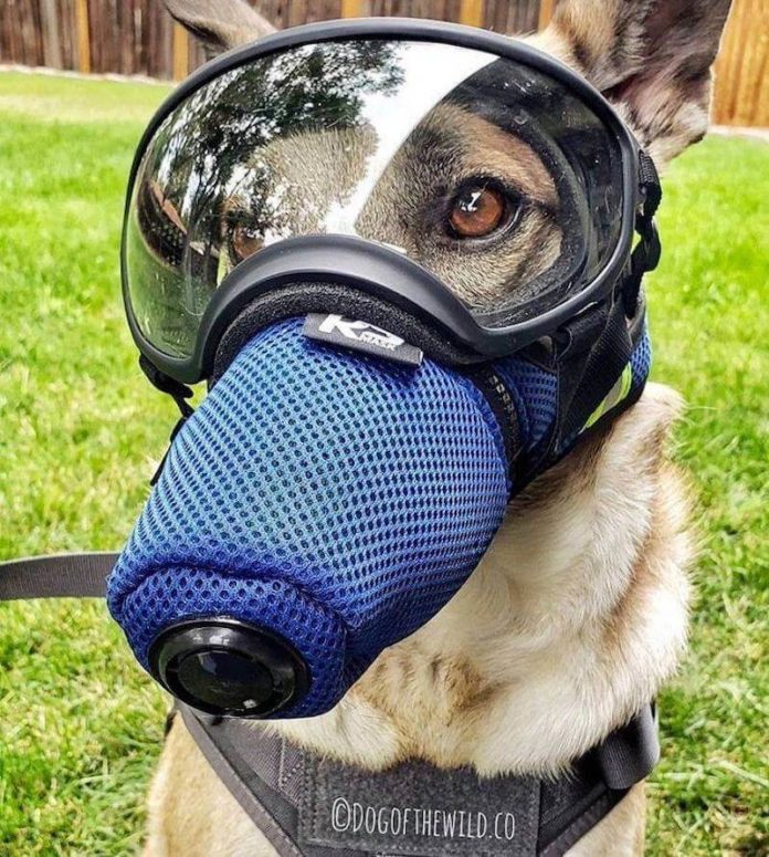 war dog gas mask