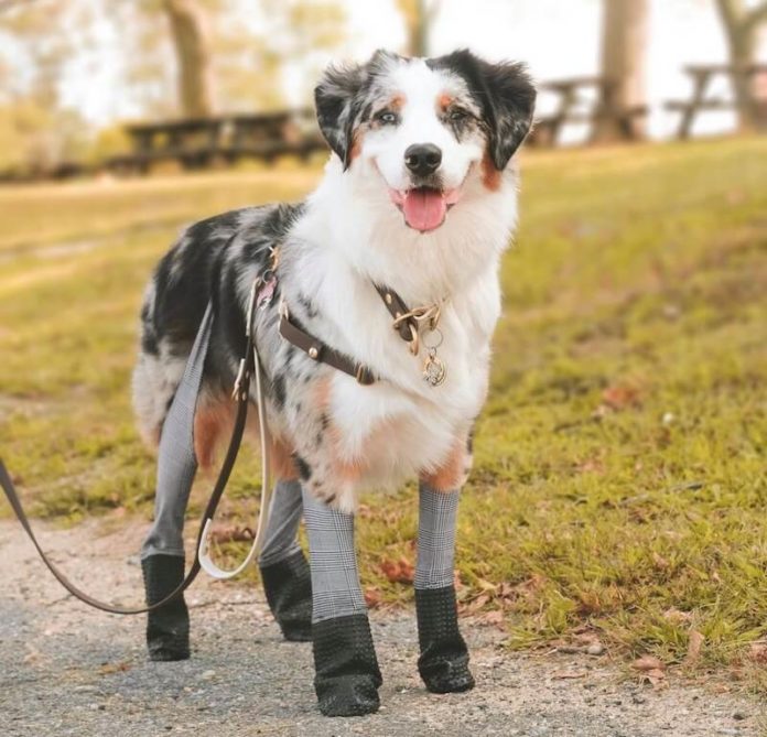 Walkee Paws Dog Leggings Shark Tank Season 12