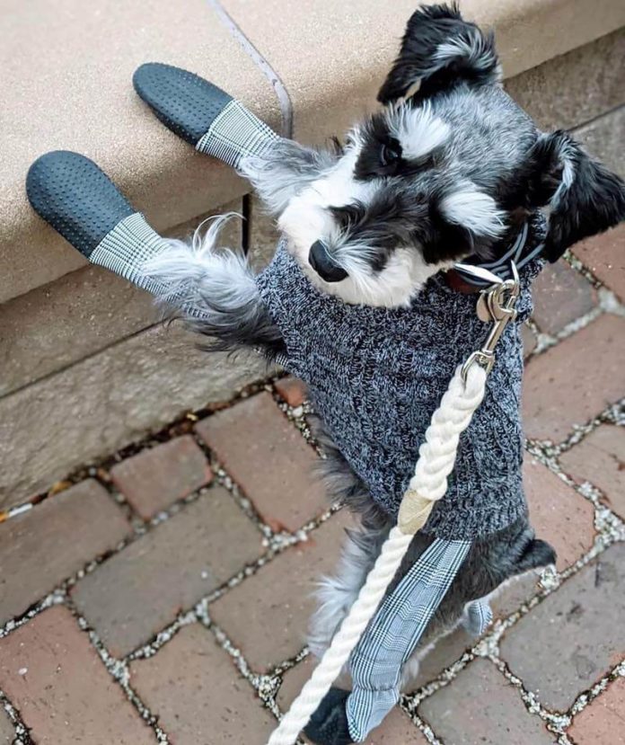 Walkee Paws Dog Leggings Shark Tank Season 12