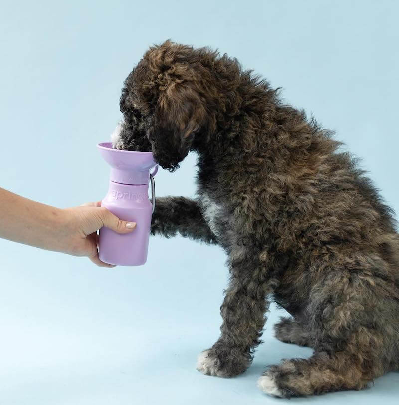 Springer Dog Water Bottle | Portable Travel Water Bottle Dispenser for Dogs  - As Seen on Shark Tank | Patented, Leak-Proof Bottles Fill Bowl with