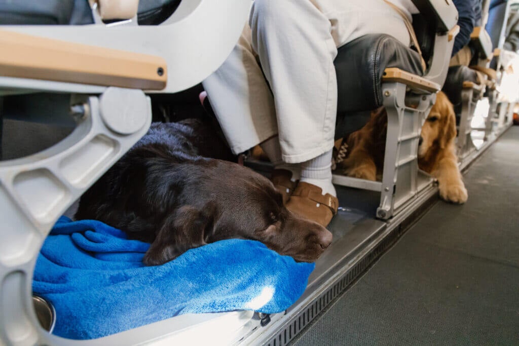 Retrievair Flights For Dogs Shark Tank 3