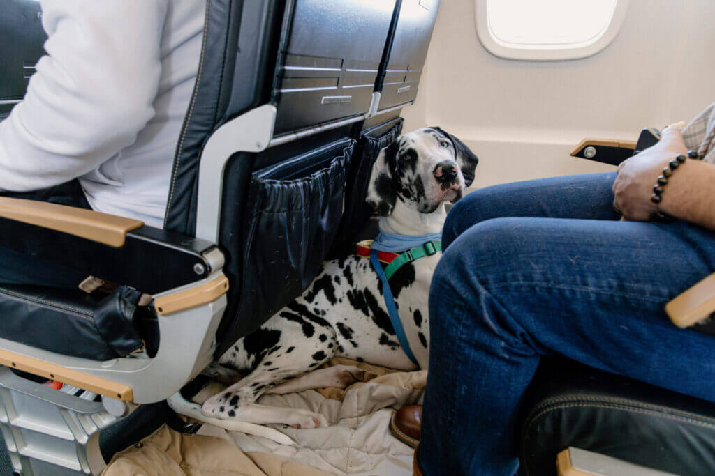 RetrievAir Flights for Dogs
